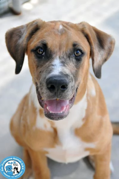 zeus, maschietto di 7/8 mesi, con temperamento deciso... 