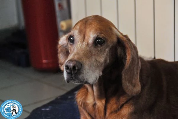 braida, nonnino di 14 anni, dal pianto che spezza il cuore...  | Foto 3