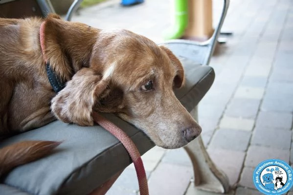 braida, nonnino di 14 anni, dal pianto che spezza il cuore...  | Foto 2