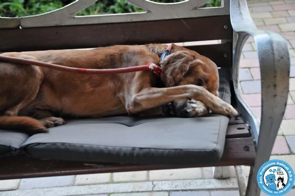 braida, nonnino di 14 anni, dal pianto che spezza il cuore...  | Foto 1