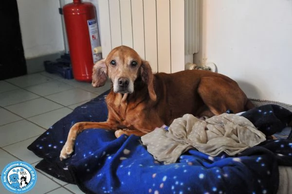 braida, nonnino di 14 anni, dal pianto che spezza il cuore... 