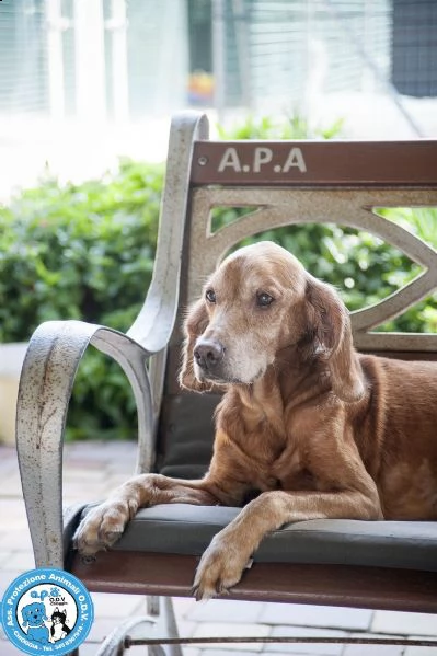 braida, nonnino di 14 anni, dal pianto che spezza il cuore...  | Foto 0