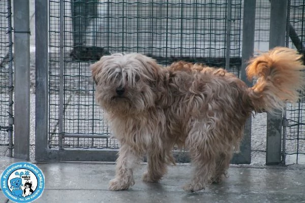 ringhio, simil york, dal carattere tosto e difficile....  | Foto 3