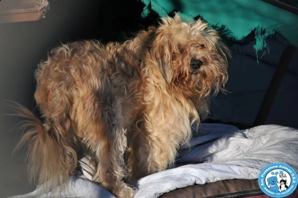 ringhio, simil york, dal carattere tosto e difficile....  | Foto 2