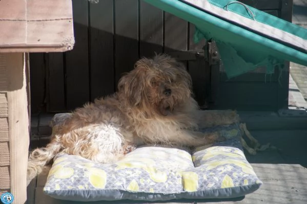 ringhio, simil york, dal carattere tosto e difficile....  | Foto 0