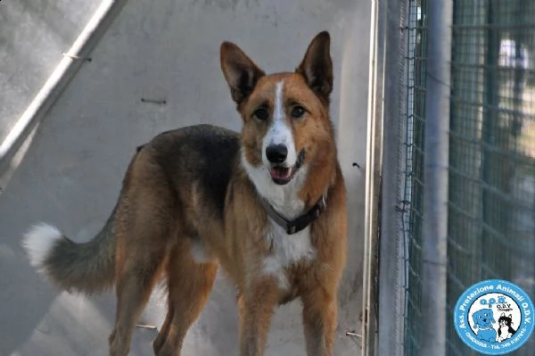 flash, cagnolone diffidente, bisognoso di regole e stabilità..  | Foto 2