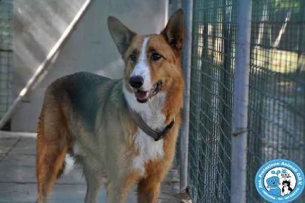 flash, cagnolone diffidente, bisognoso di regole e stabilità..  | Foto 1