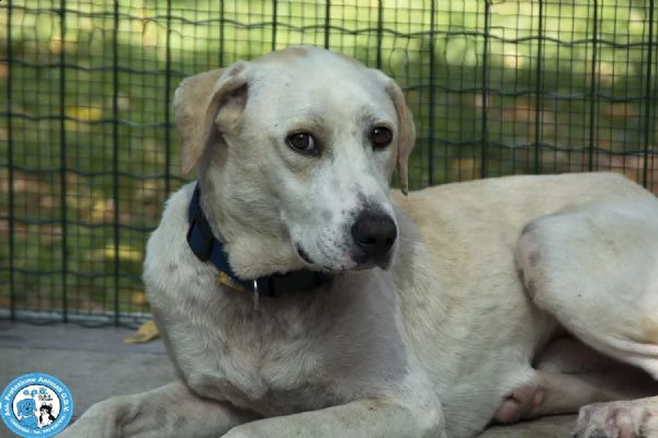 vuitton, giovane maschio, dal carattere vivace ed intelligente...  | Foto 0