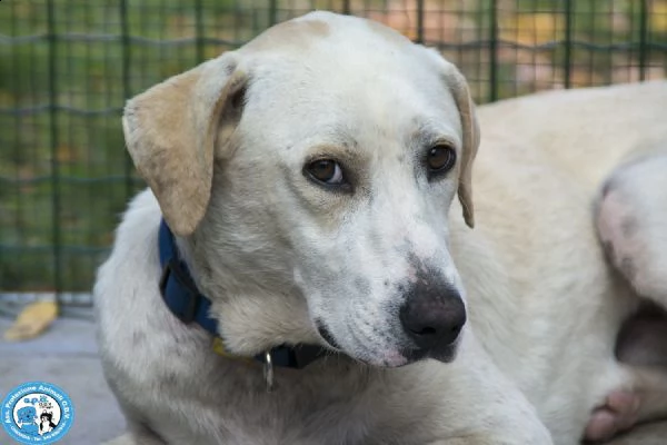 vuitton, giovane maschio, dal carattere vivace ed intelligente... 