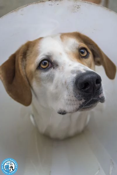 OLIVER, giovane maschio, vivace e timido.. 