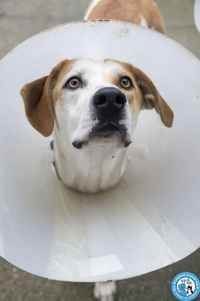 OLIVER, giovane maschio, vivace e timido..  | Foto 5