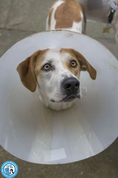 OLIVER, giovane maschio, vivace e timido..  | Foto 4