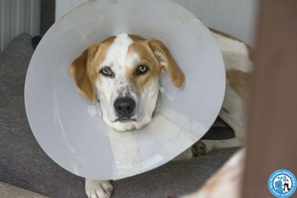 OLIVER, giovane maschio, vivace e timido..  | Foto 3