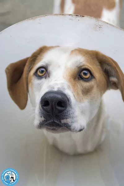 OLIVER, giovane maschio, vivace e timido..  | Foto 2