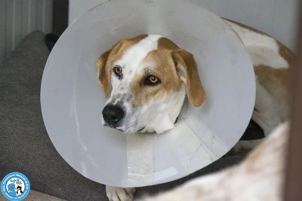 OLIVER, giovane maschio, vivace e timido..  | Foto 1