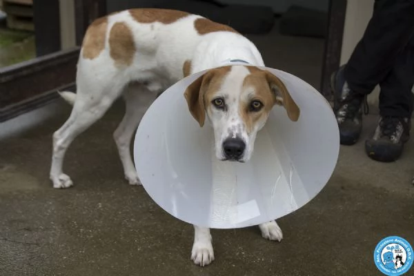 OLIVER, giovane maschio, vivace e timido..  | Foto 0