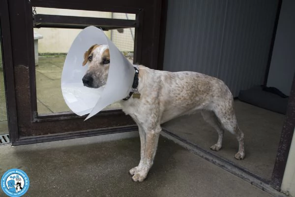 BARNEY, giovane maschio, vivace e coccolossisimo...  | Foto 5