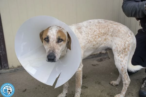 BARNEY, giovane maschio, vivace e coccolossisimo...  | Foto 2