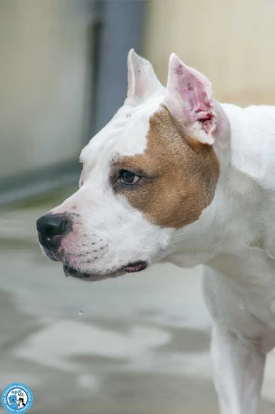 MAYA, amstaff femmina, stupenda vivace e gioiosa...  | Foto 3