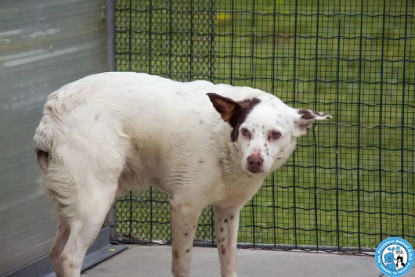SEBASTIANO, giovane maschio, carattere un po' schivo ed impaurito… | Foto 4