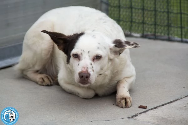 SEBASTIANO, giovane maschio, carattere un po' schivo ed impaurito…