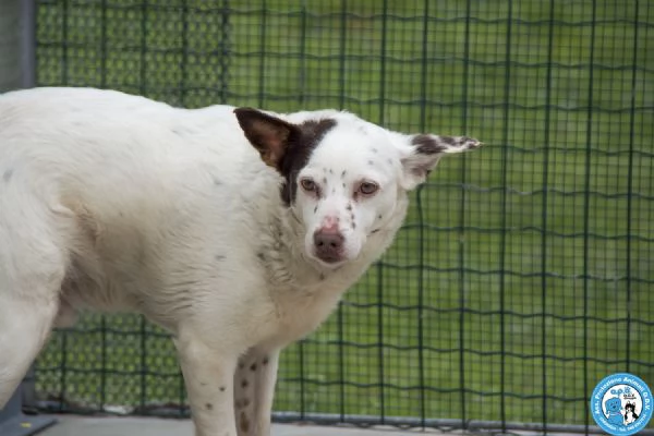 SEBASTIANO, giovane maschio, carattere un po' schivo ed impaurito… | Foto 3