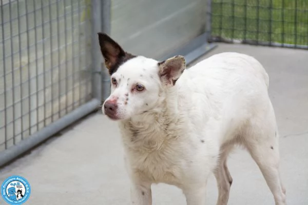 SEBASTIANO, giovane maschio, carattere un po' schivo ed impaurito… | Foto 2