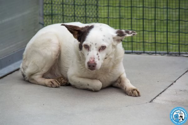 SEBASTIANO, giovane maschio, carattere un po' schivo ed impaurito… | Foto 1