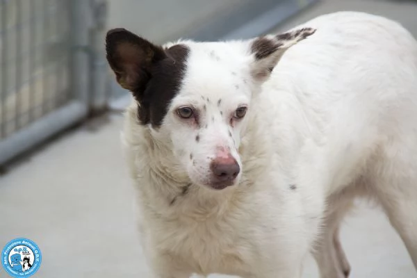 SEBASTIANO, giovane maschio, carattere un po' schivo ed impaurito… | Foto 0
