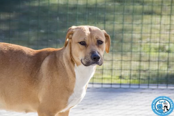 LAIKA, amstaff femmina, carattere tipico della razza e paurosa.. | Foto 4