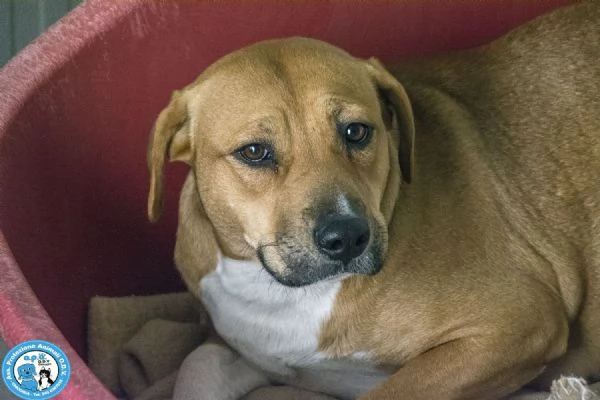 LAIKA, amstaff femmina, carattere tipico della razza e paurosa..