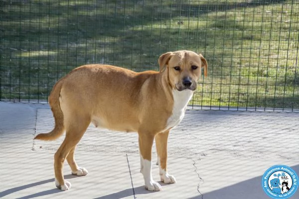 LAIKA, amstaff femmina, carattere tipico della razza e paurosa.. | Foto 3