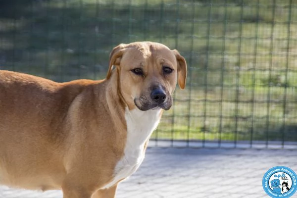 LAIKA, amstaff femmina, carattere tipico della razza e paurosa.. | Foto 2