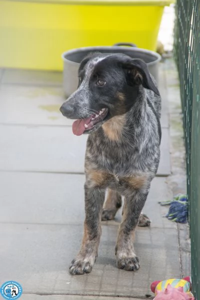 FROUDE, giovane femmina, diffidente e dagli occhi tristi... | Foto 1