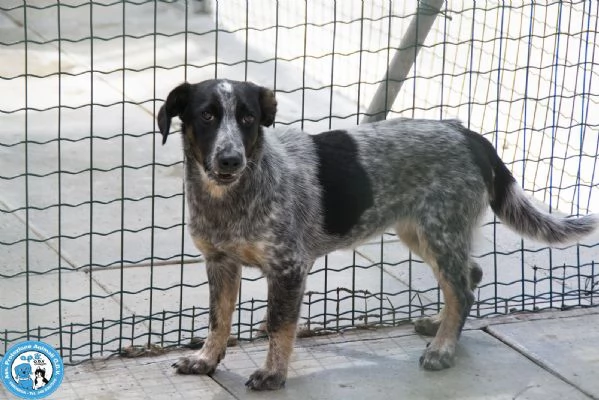 FROUDE, giovane femmina, diffidente e dagli occhi tristi... | Foto 0