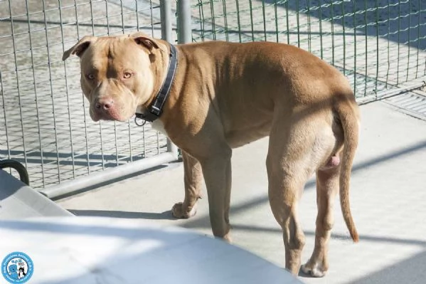 KIMBO, molosso maschio, carattere tipico della razza, maestoso!  | Foto 4