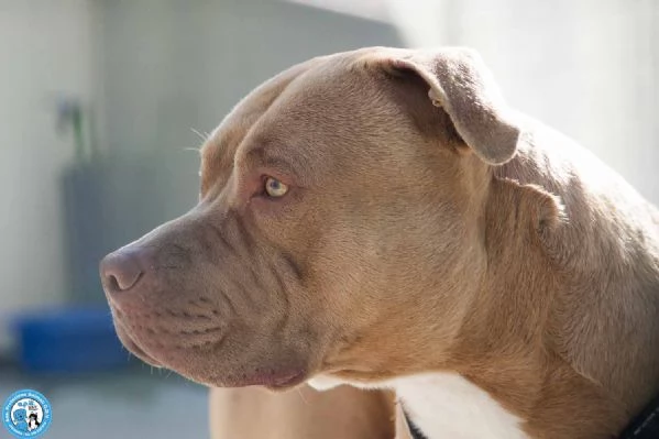 KIMBO, molosso maschio, carattere tipico della razza, maestoso!  | Foto 3