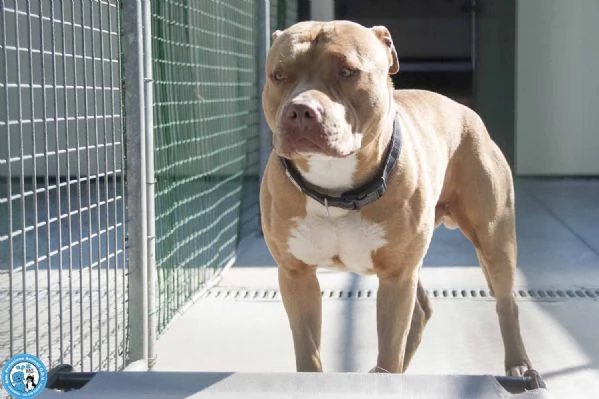 KIMBO, molosso maschio, carattere tipico della razza, maestoso!  | Foto 2