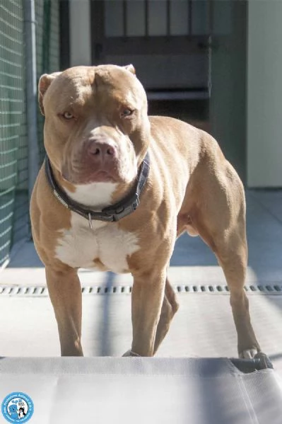 KIMBO, molosso maschio, carattere tipico della razza, maestoso! 