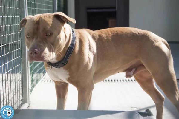 KIMBO, molosso maschio, carattere tipico della razza, maestoso!  | Foto 0