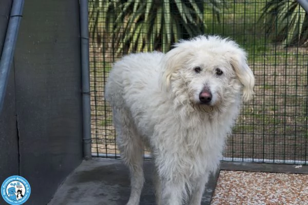 GREGORY, giovane maschio, vivace ma buonissimo... | Foto 5