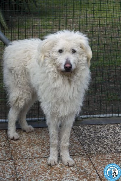 GREGORY, giovane maschio, vivace ma buonissimo... | Foto 4