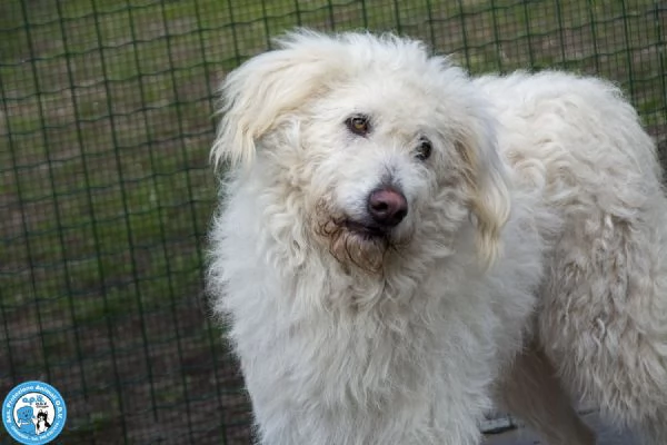 GREGORY, giovane maschio, vivace ma buonissimo... | Foto 3