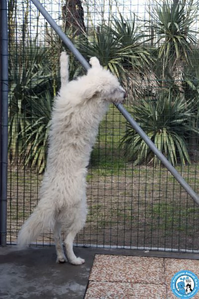 GREGORY, giovane maschio, vivace ma buonissimo... | Foto 2