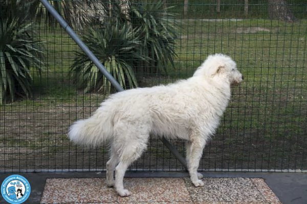 GREGORY, giovane maschio, vivace ma buonissimo... | Foto 1