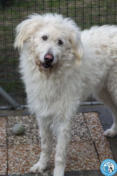 GREGORY, giovane maschio, vivace ma buonissimo...