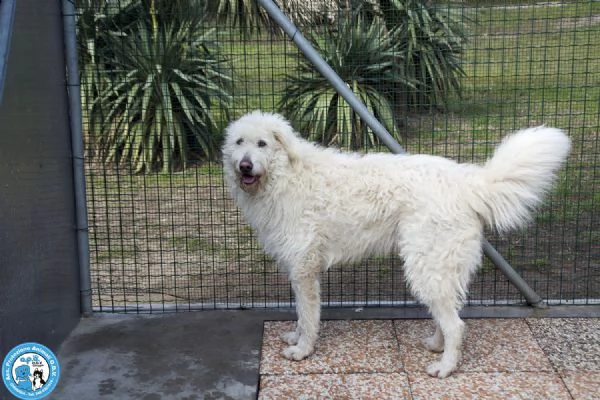 GREGORY, giovane maschio, vivace ma buonissimo... | Foto 0