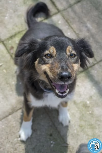 MARIA, una cagnolina tranquilla che cerca il suo spazio nel mondo… | Foto 4