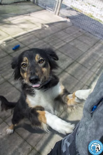 MARIA, una cagnolina tranquilla che cerca il suo spazio nel mondo… | Foto 3