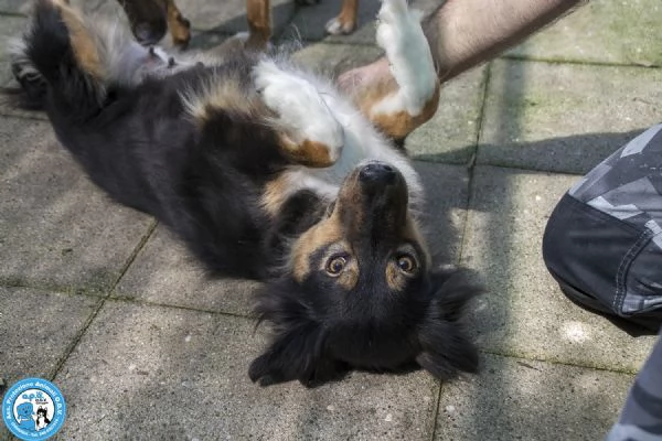MARIA, una cagnolina tranquilla che cerca il suo spazio nel mondo… | Foto 1